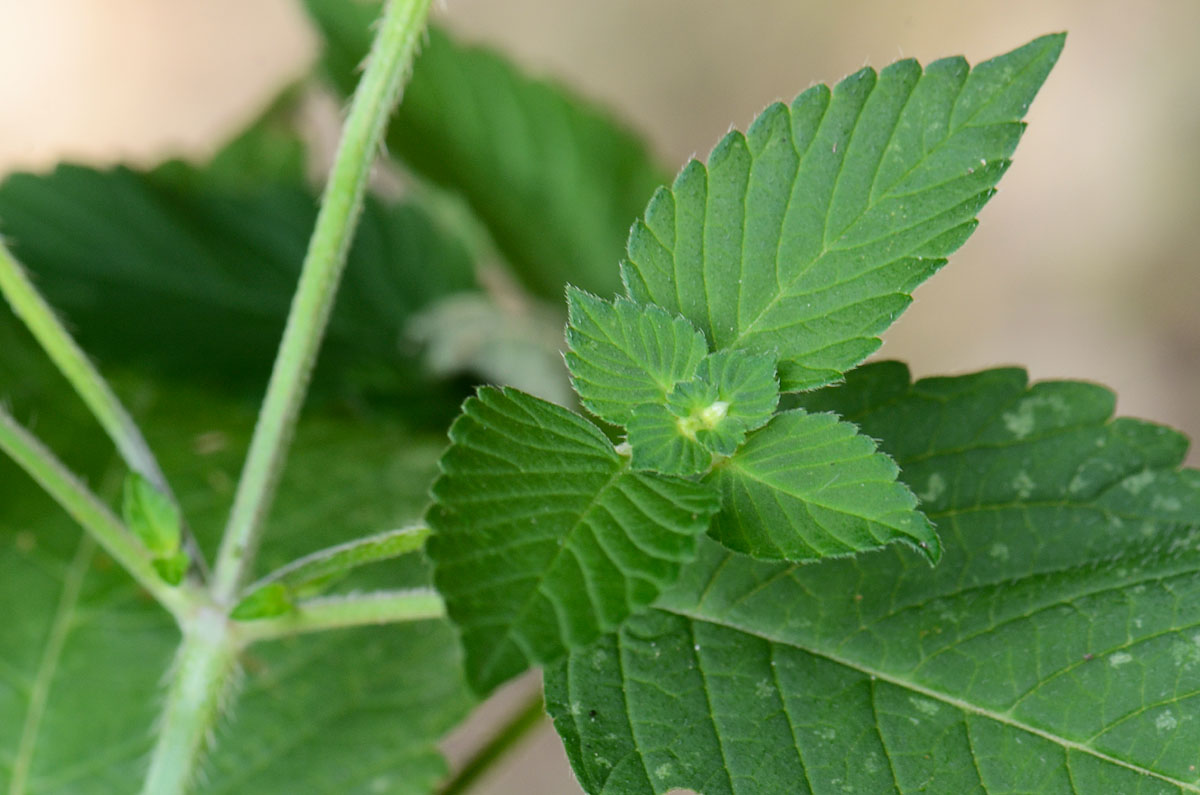 Galeopsis speciosa / Galeopside splendida